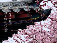 -桃花堤公园
