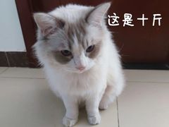 -猫大福·Fortune Cat猫舍(百子湾店)
