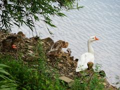 -帐篷客·溪龙茶谷度假酒店