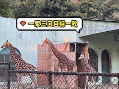 -红山森林动物园