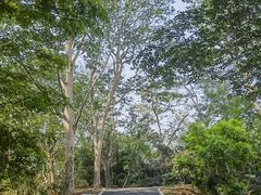 -中国科学院西双版纳热带植物园
