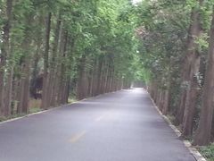 林荫路-滨海高尔夫俱乐部