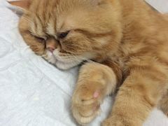 爱侣宠物医院(灵石路总店)-爱侣宠医·鹦鹉专科·小型哺乳类·异宠专科(灵石路店)