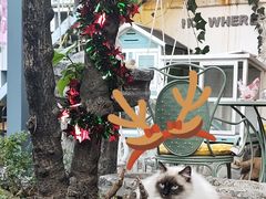 -喵屿·大理花园猫咖