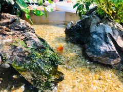 -森味薪火烧•烧鸟居酒屋•日本料理(望京店)