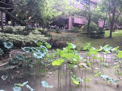 -香港大学