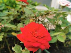 -秦美花卉(天朗·莱茵小城2期店)