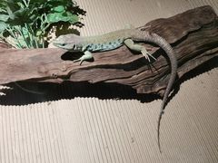 -绿色星球动物主题公园