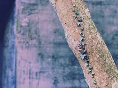 -雪绿茶博物馆