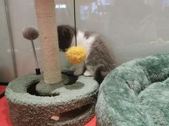 -babydoll猫舍·米努特·德文·缅因(久光中心店)