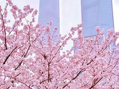 -顾村公园