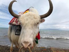 -青海湖国家重点风景名胜区