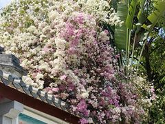 -深圳国际园林花卉博览园