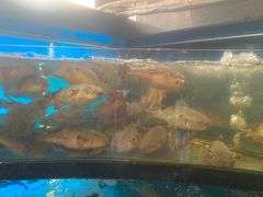 -莆鑫海鲜城(浏河店)