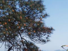 -缙云山景区