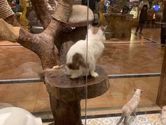 -more than meow吴止猫主题餐厅(承德 中船汇店)