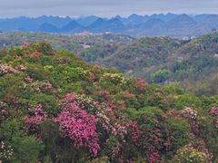 -贵州百里杜鹃风景名胜区