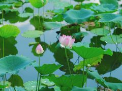 -荔湾湖公园