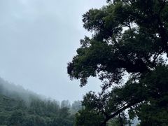 -杨家堂村
