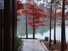 -昆山城市生态森林公园