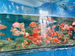 -泉州海丝野生动物世界