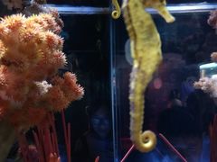-暹罗海洋世界