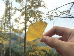 -大余丫山旅游度假区
