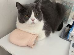 -欣宠猫屋·矮脚拿破仑·蓝金金渐层