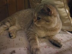 -猫色咖啡·猫咖