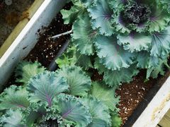 -迪茵湖田家舍生态农场