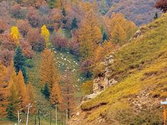 -芦芽山旅游度假区