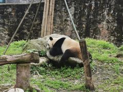 -都江堰中华大熊猫苑