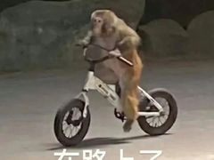 -超鹿运动健身(紫阳商贸中心店)