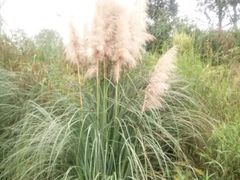 -白鹭湾湿地公园