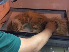 盛京一禾-盛京一禾