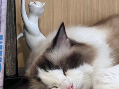 -飞行喵MR PILOT|猫舍·猫咖(静安大融城店)