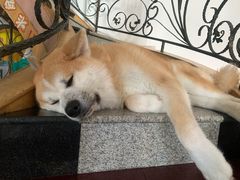 -喜柴咖啡·柴犬狗咖