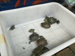 -白佛花鸟鱼虫批发市场小型宠物交易(东区)