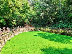 -莲花山公园
