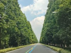 -黄海国家森林公园