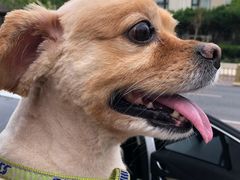 -熊小胖宠物生活馆(天华园店)