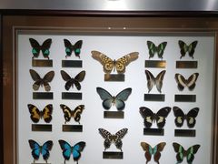 -上海昆虫博物馆