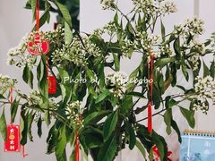 -echoes coffee回响咖啡(红山店)