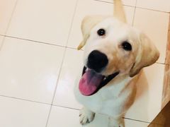 -翊宠yipet猫狗购宠庄园犬舍•猫舍