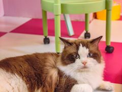 -猫宠乐园·专业洗护