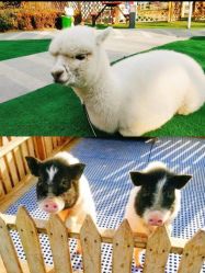 -萌宠亲子动物乐园(槐房万达店)