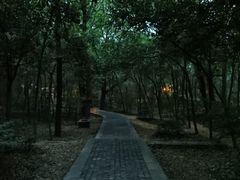 -紫金山山顶公园