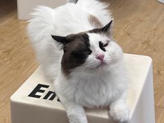 -有喵·猫咖·狗咖·30几只猫10只小狗(岗厦店)
