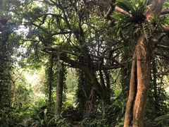 -广西壮族自治区药用植物园