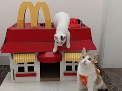 -博特宠物医院24h犬猫全科.骨科·异宠